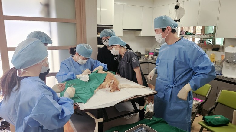 청주시, 길고양이와 사람의 공존 위한...